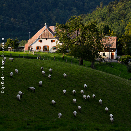 Wanderwege durch Berg und Tal, durch Wiesen und Wlder. Die Umgebung von La Vancelle und Sainte Marie aux Mines ist ein Paradies fr den Wanderer