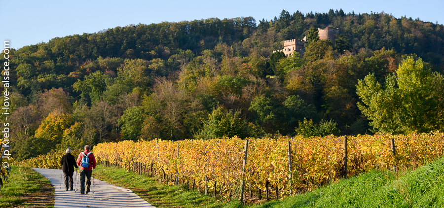 Elsass und die elsssische Weinstrasse, ein Wanderparadies fr Alle