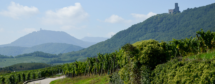 Das Silbertal (Val d'Argent) erffnet sich im Herzen Elsass zwischen Strassburg und Colmar in der Hhe von Selestat. Die Burgen die das Silbertal bewachen zeigen das die Gegend schon lange strategisch war! Das Dorf La Vancelle wo sich unsere Ferienwohnung befindet ist nur 8 Kilometer vom Tal Eingang und Weinstrasse entfernt.