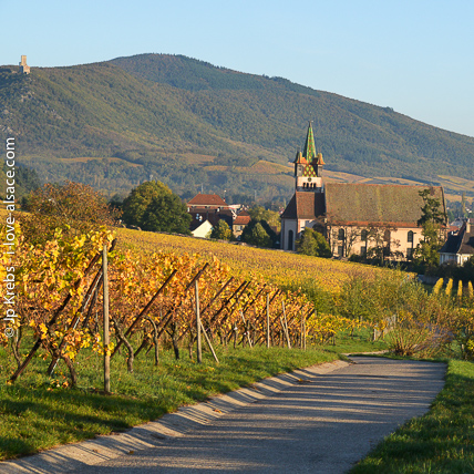 Dans le vignoble de Chtenois,  moins de 10 minutes de La Vancelle. Le chteau de l'Ortenbourg  l'arrire-plan.
